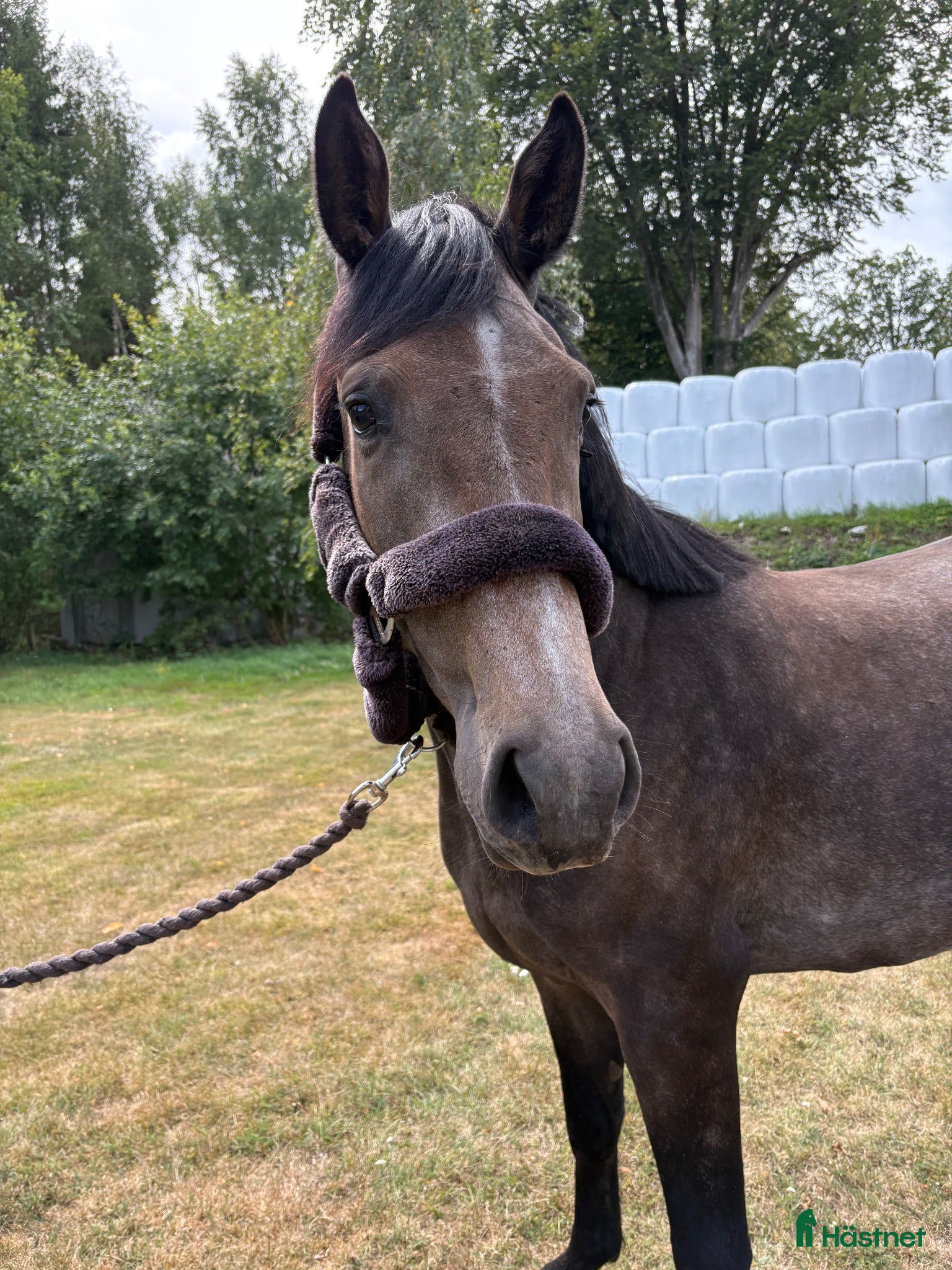  hästar Otroligt trevlig 3åring valack!  - Annons 12