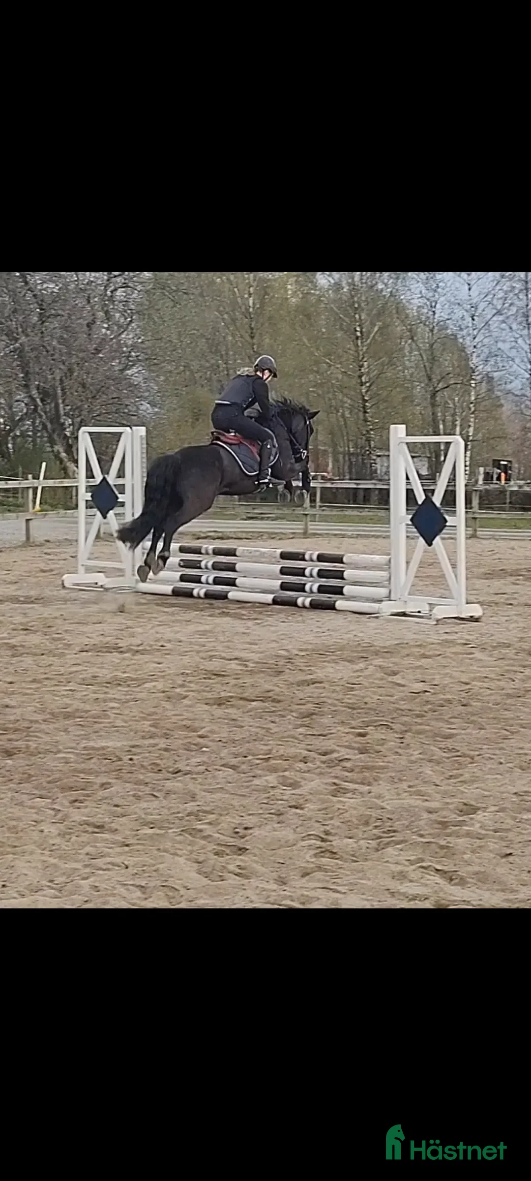 Allround hästar till salu: Världens finaste wonderful magic fellponny  i Ljung - Annons 13