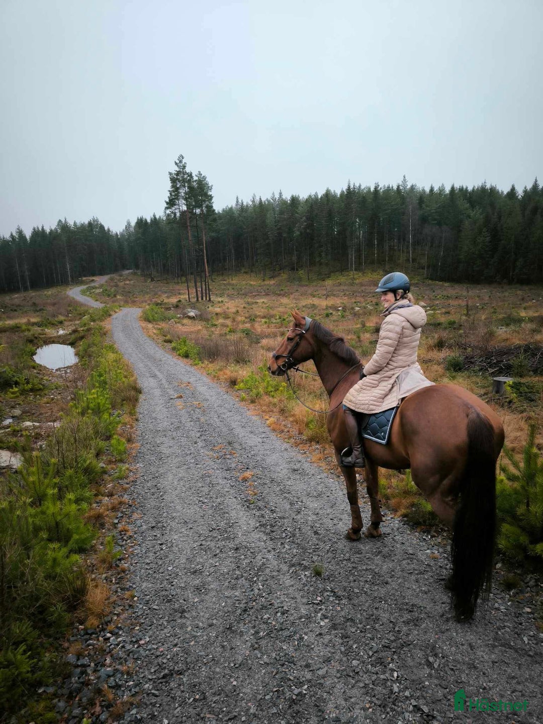 Allround hästar till salu: Dressyr/Allround i Falkenberg - Annons 2