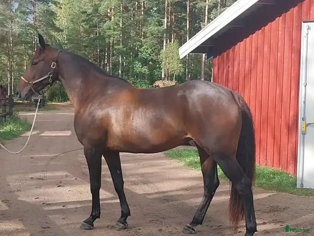 hästar Starthäst - Annons 1