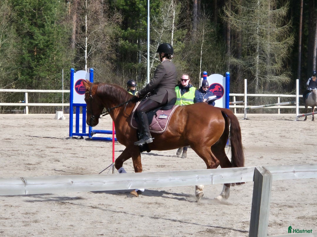 Allround hästar till salu: Snällaste hästen i Småland!  i Väckelsång - Annons 4