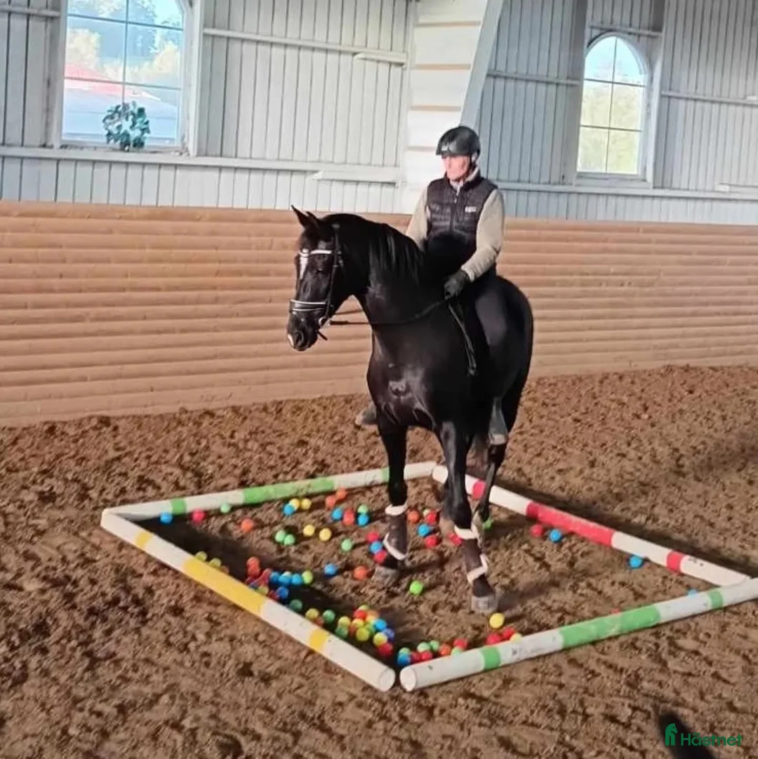 Allround hästar till salu: Fantastiskt vackra Soya - Annons 3