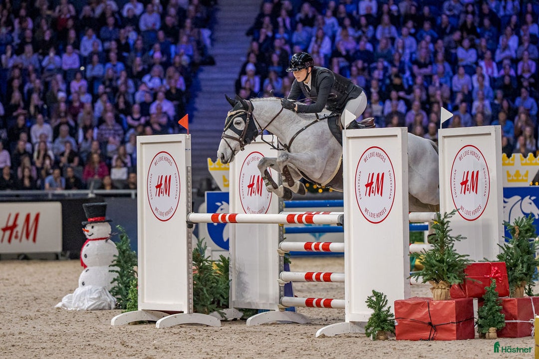 Hoppning hästar till salu: Välmeriterad mästerskapsponny i Kristianstad - Annons 1