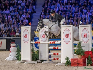 hästar Välmeriterad mästerskapsponny i Kristianstad - Annons 13