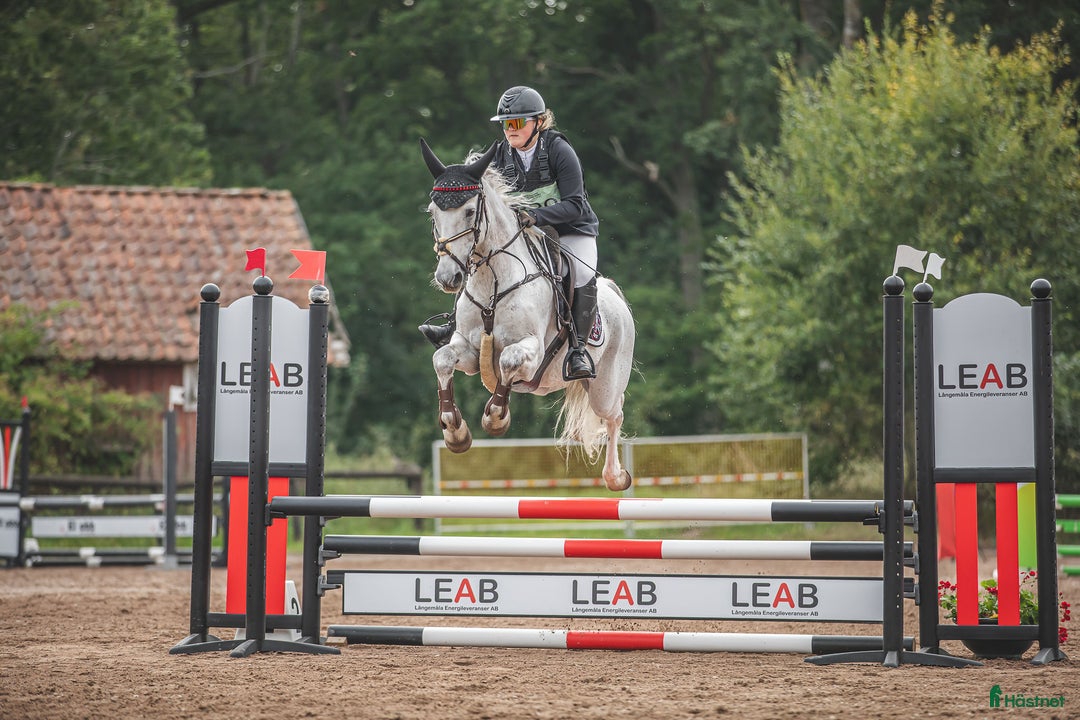 Allround hästar till salu: 🌟Oslipad diamant🌟 i Kinnared - Annons 2