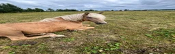  medryttarhäst finnes: Världens snällaste häst söker medryttare i Trångsviken - Annons 2