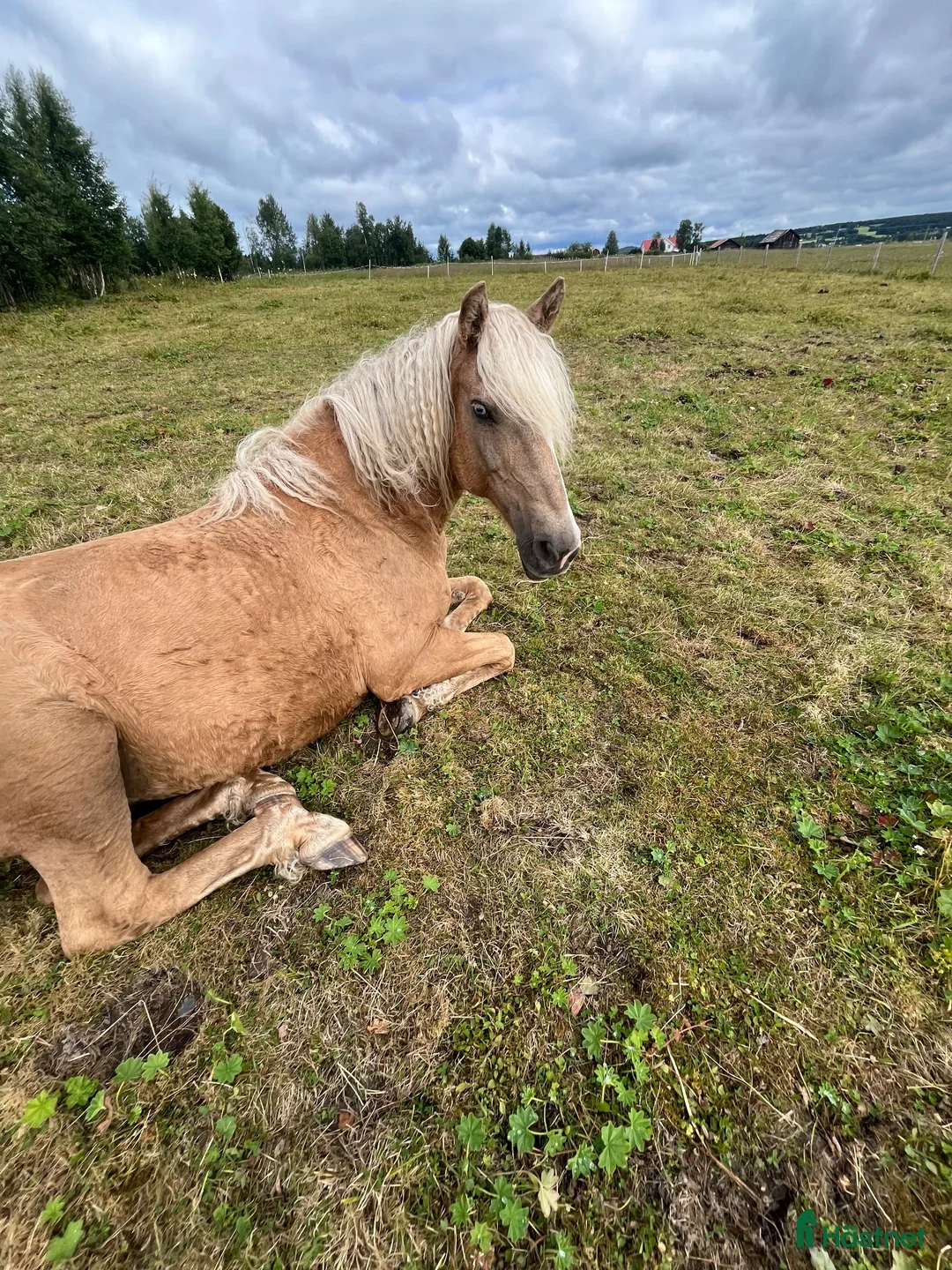  medryttarhäst finnes: Världens snällaste häst söker medryttare i Trångsviken - Annons 2
