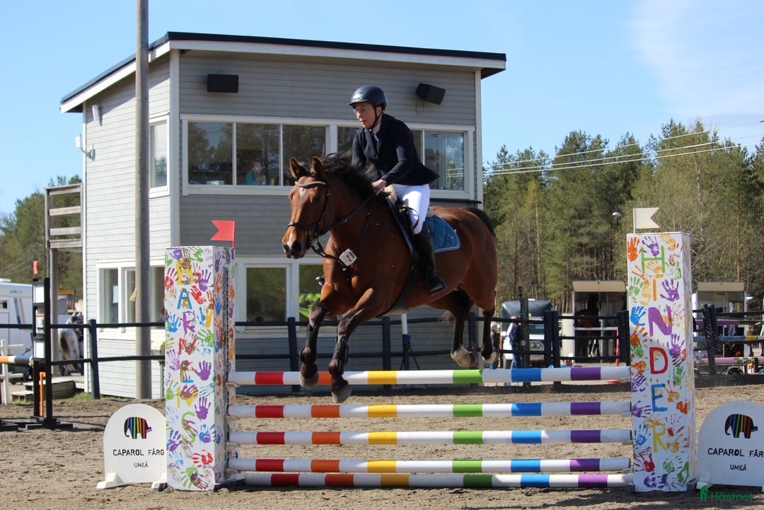Allround hästar till salu: Snäll och trevlig kompis att utvecklas med! i Lögdeå - Annons 2