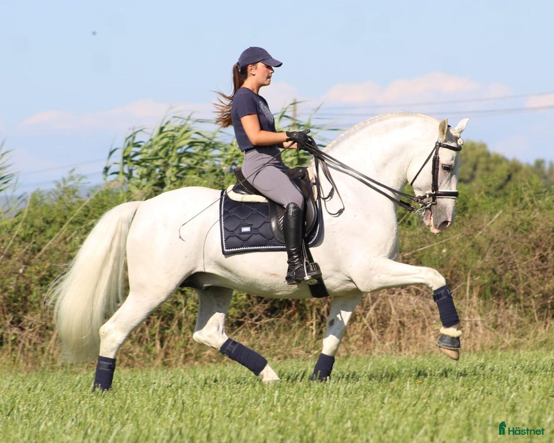 Dressyr hästar till salu: SÅLD - Vacker PRE läromästare - Annons 2