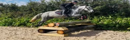 Allround hästar till salu: Irish riding ponies - Annons 5