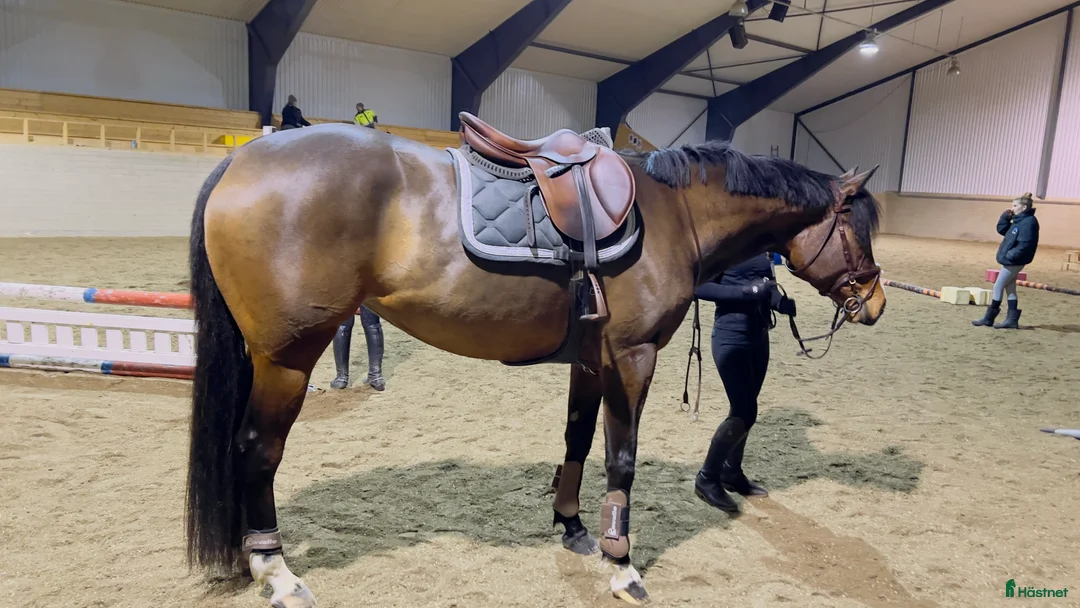 Allround hästar till salu: Socialt och trevligt sto med framtiden för sig - Annons 8
