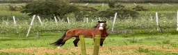 Working Equitation hästar till salu: Slående vacker lusitano för dressyr och WE - Annons 8