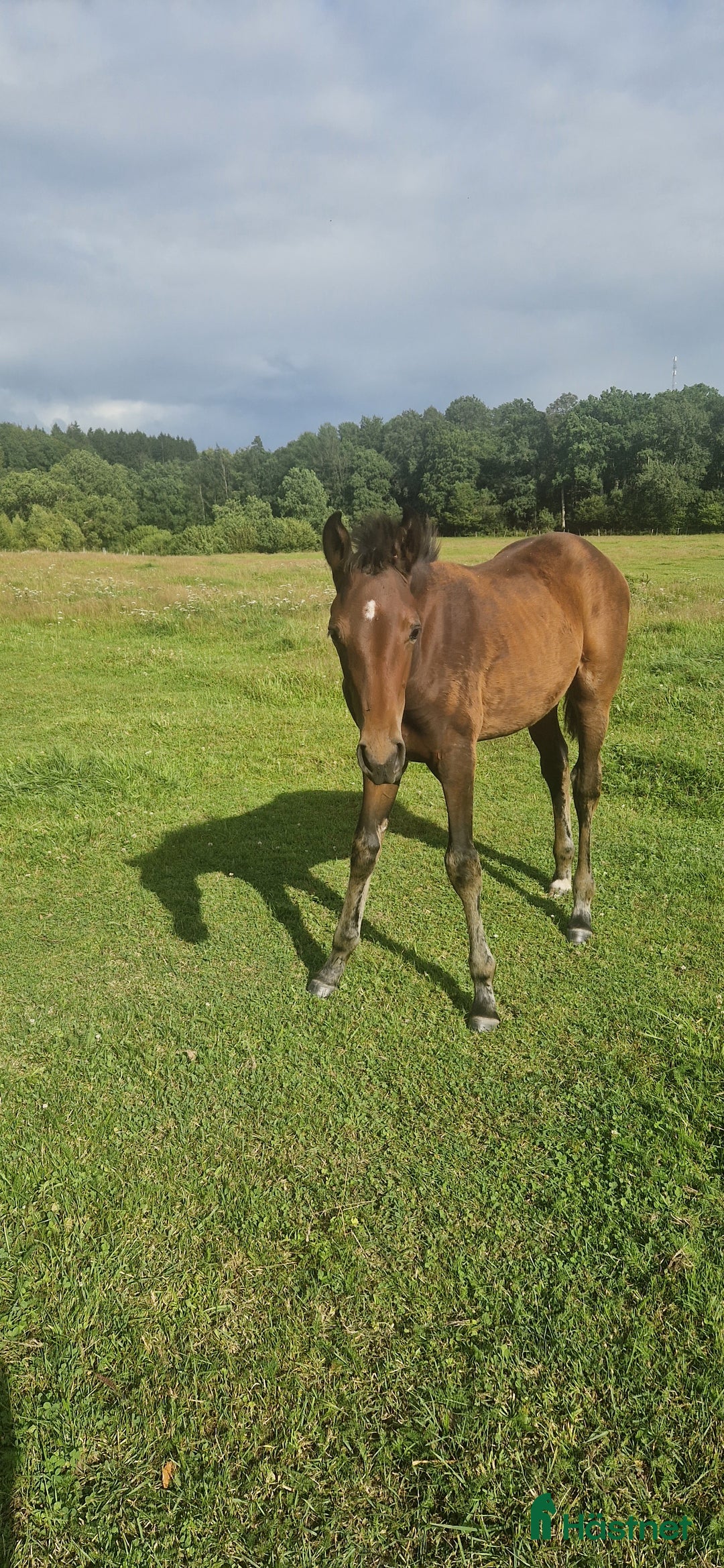 Dressyr hästar till salu: Underbart stoföl e Valley i Höör - Annons 3