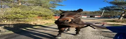 Allround hästar till salu: 3-åring med grymt psyke - Annons 1