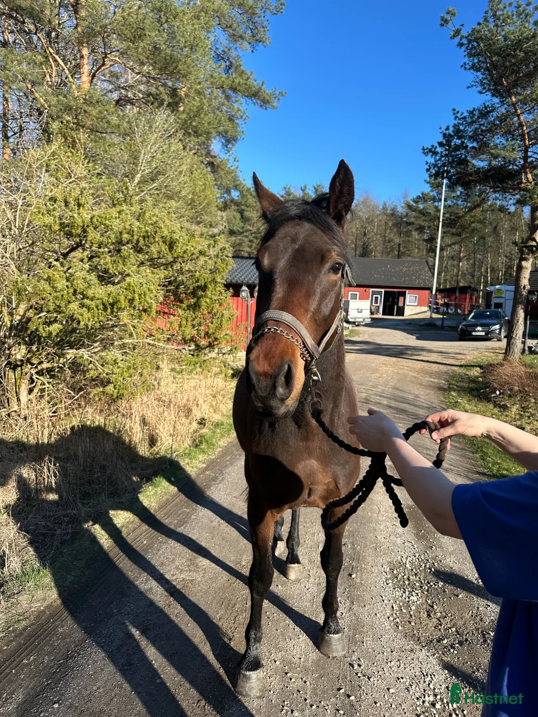 Allround hästar till salu: 3-åring med grymt psyke - Annons 1