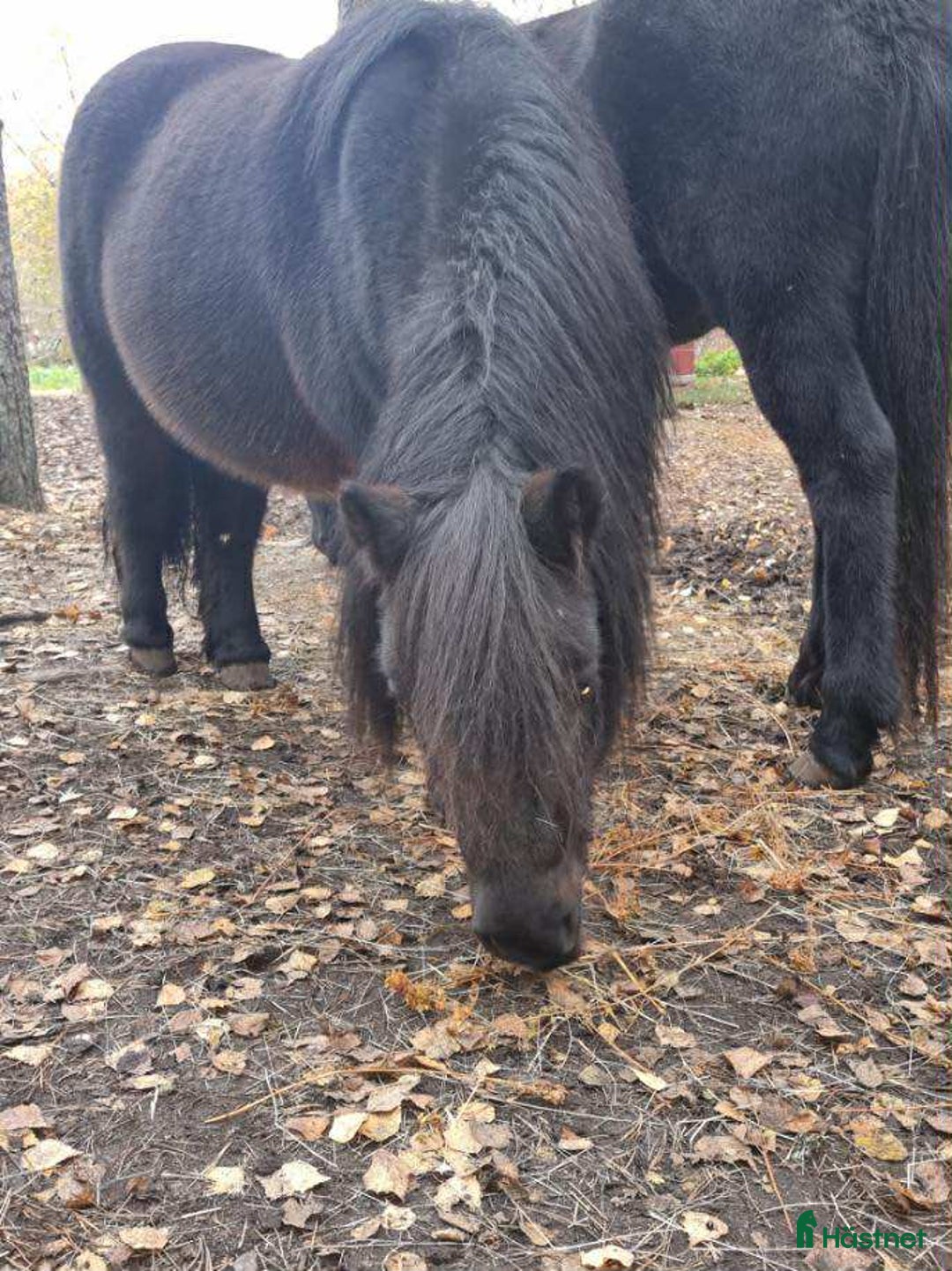 Övrigt hästar till salu: Nytt hem sökes i Sorunda - Annons 3
