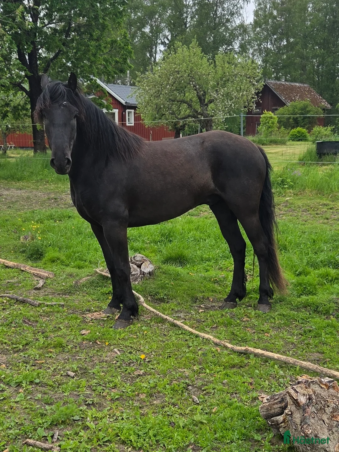 Allround hästar till salu: Snäll valack som blir det man gör honom till. i Folkärna - Annons 3