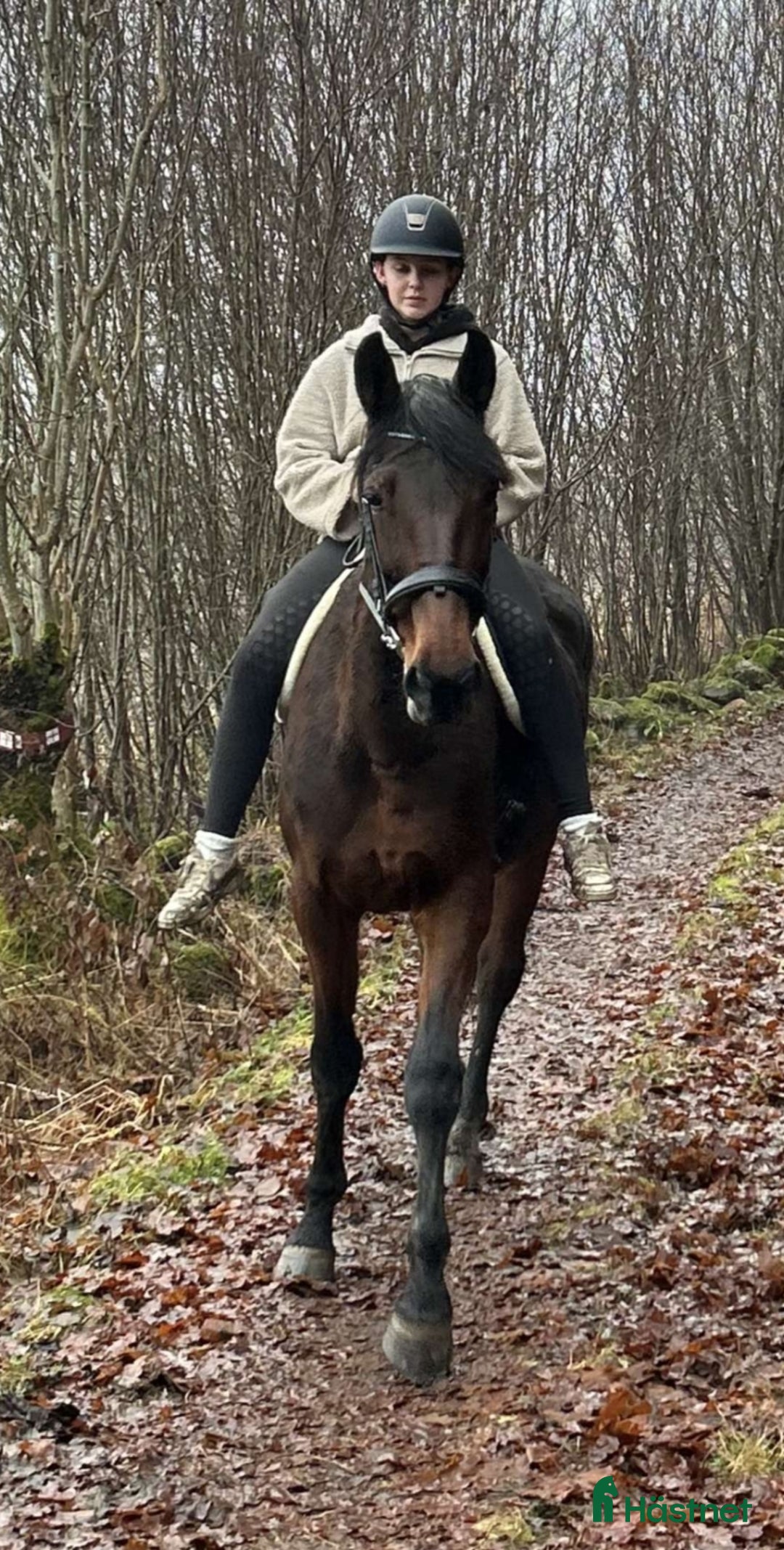 Allround hästar till salu: Vacker häst till ridning/avel i Hålanda - Annons 4