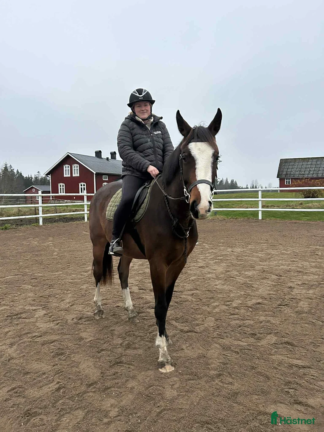  foderhäst sökes: Foderhäst sökes i Ambjörnarp - Annons 1