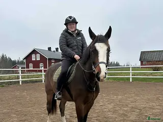 foderhäst Foderhäst sökes - Annons 9