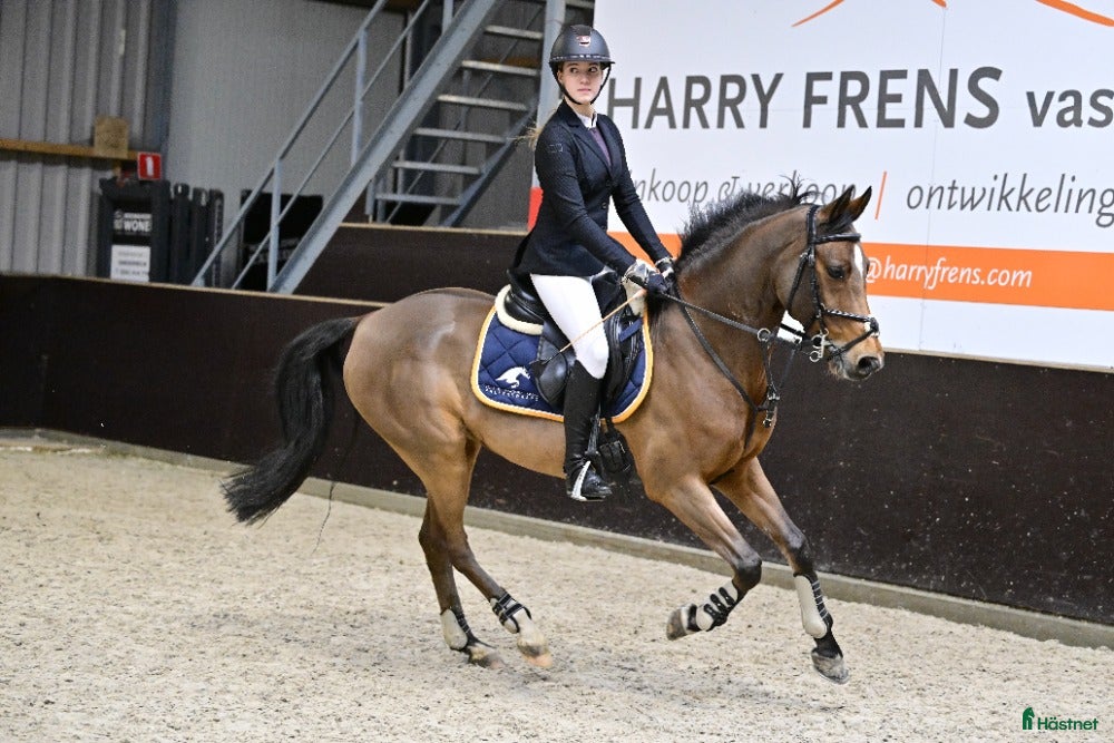  hästar Valack född 2014 lyxig familje ponny - Annons 21