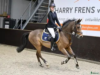 hästar Valack född 2014 lyxig familje ponny - Annons 3