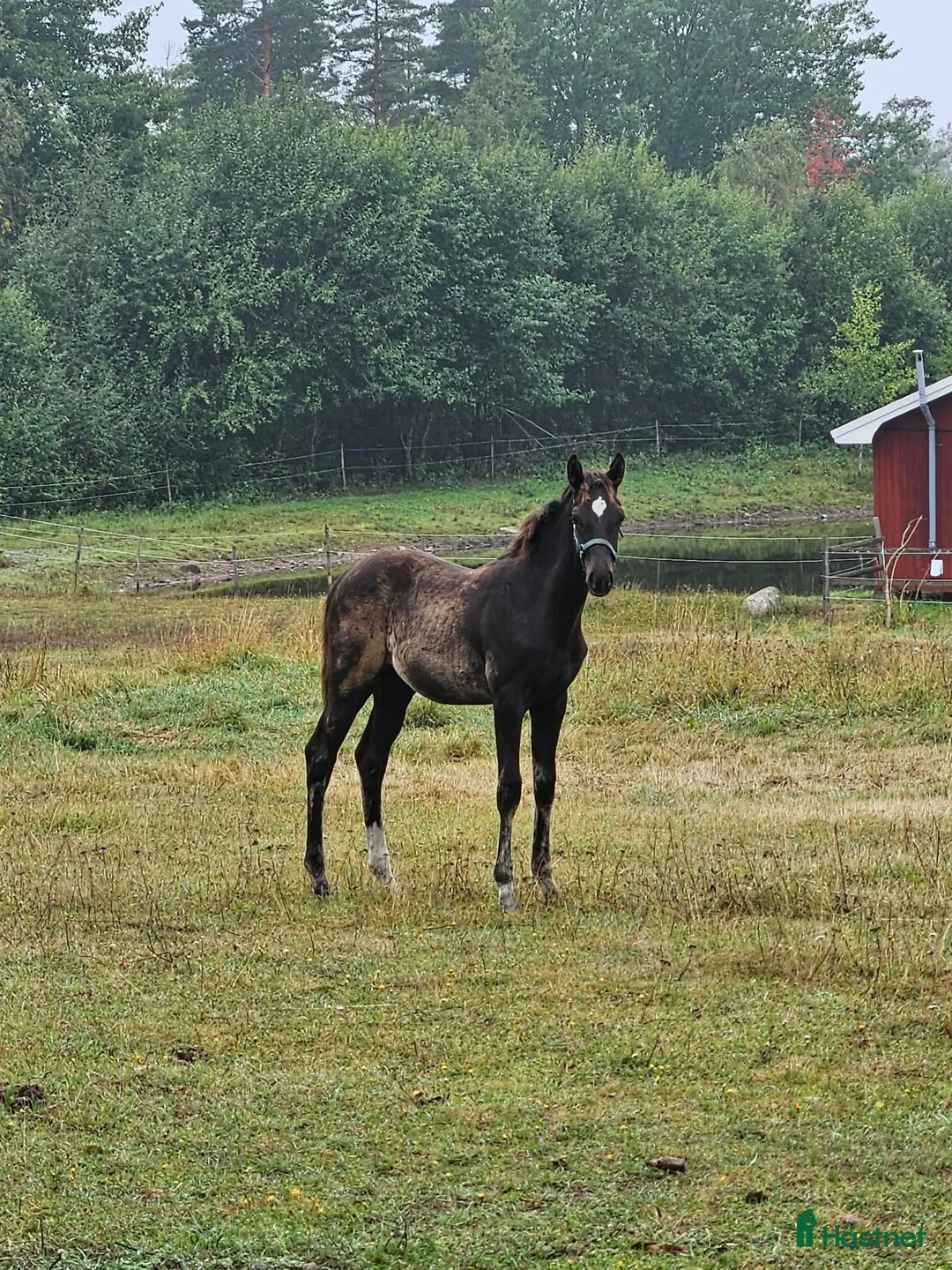 Hoppning hästar till salu: Ädelt, svart hingstföl - Annons 2