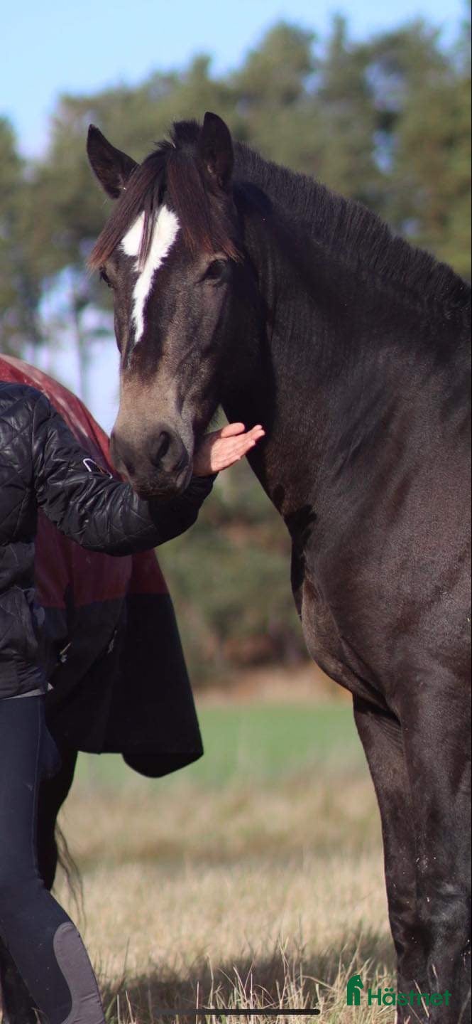  foderhäst Fodervärd sökes  i Solna - Annons 12