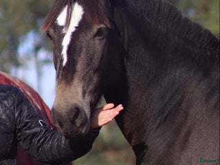 foderhäst finnes: Fodervärd sökes i Solna - Annons 1