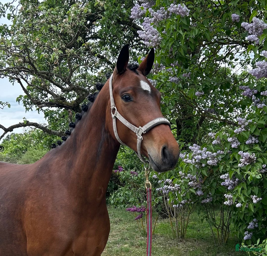 Hoppning hästar till salu: Total Grace efter Totilas - Ampere i Flyinge - Bild 1