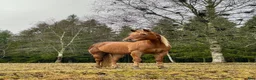  medryttarhäst finnes: Medryttare sökes Hindås / Bollebygd - Annons 1