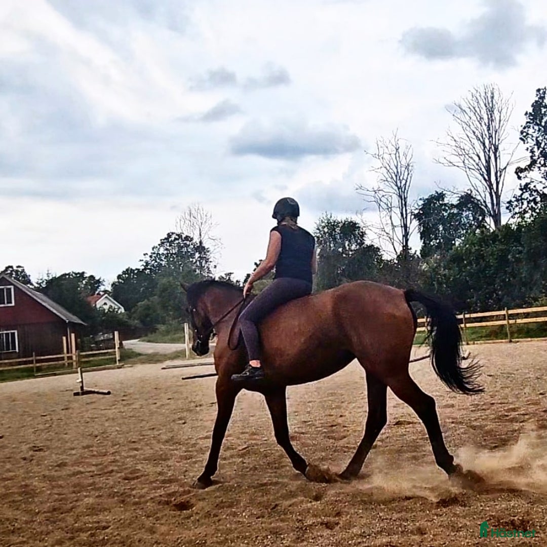 Allround hästar till salu: Trevligt varmblodssto i Örsjö - Annons 4