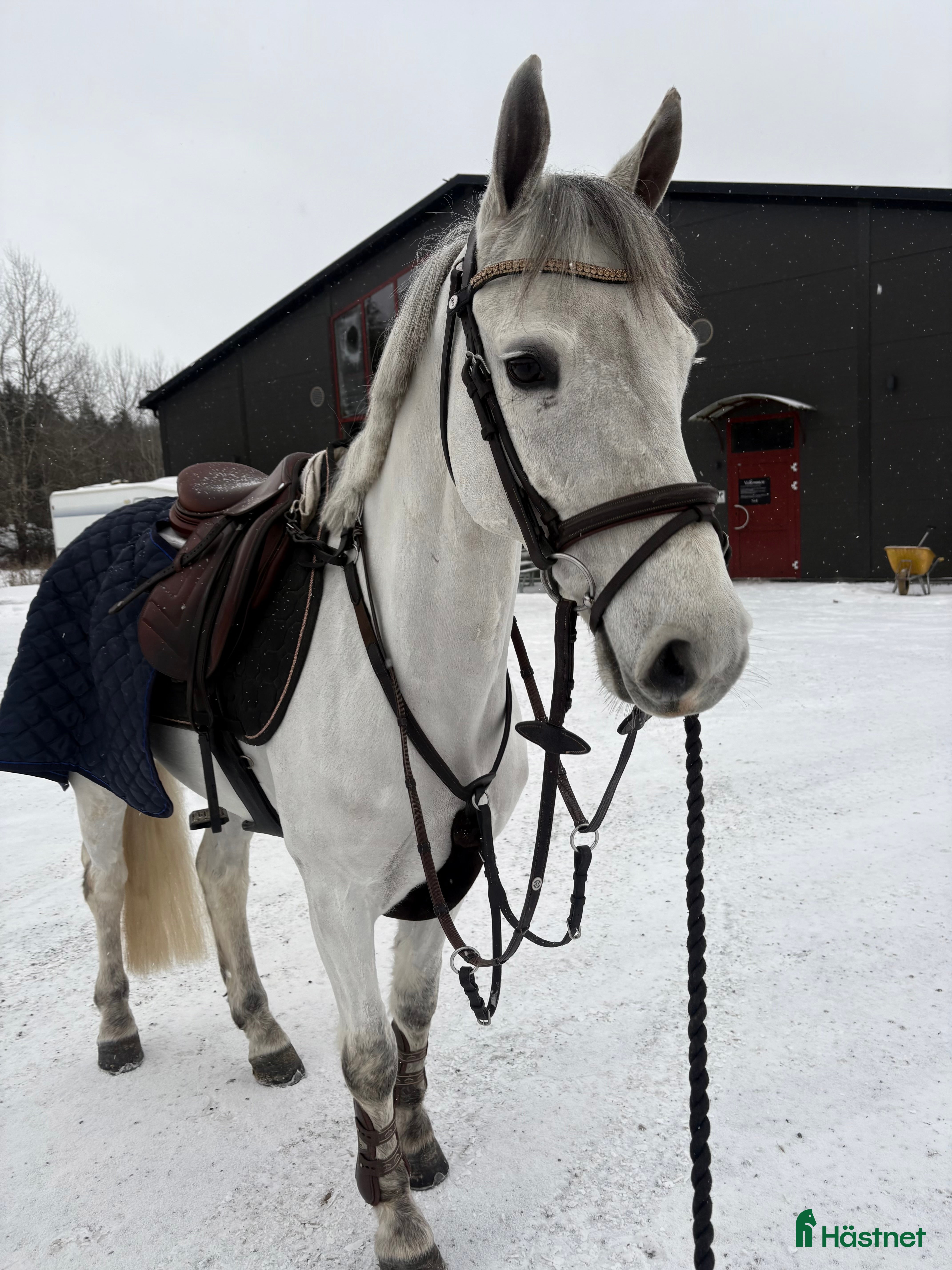  hästar SAGOPONNY i Täby - Annons 6