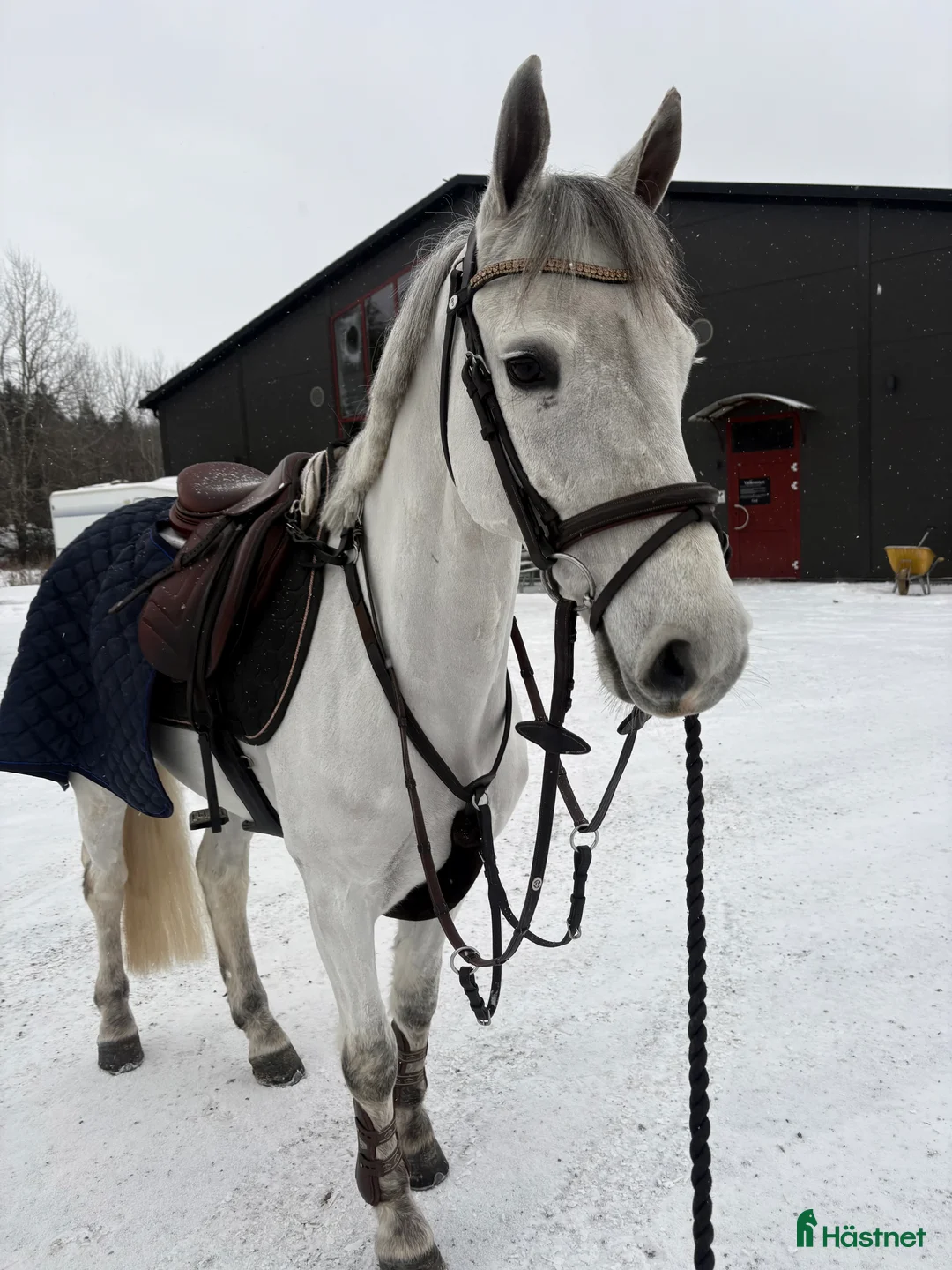 Hoppning hästar till salu: SAGOPONNY i Täby - Annons 1
