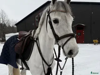 hästar SAGOPONNY i Täby - Annons 6