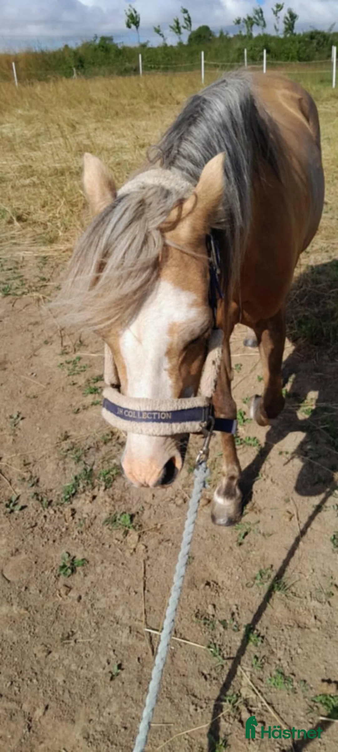 Hoppning hästar till salu: Nessie i Lund - Annons 4