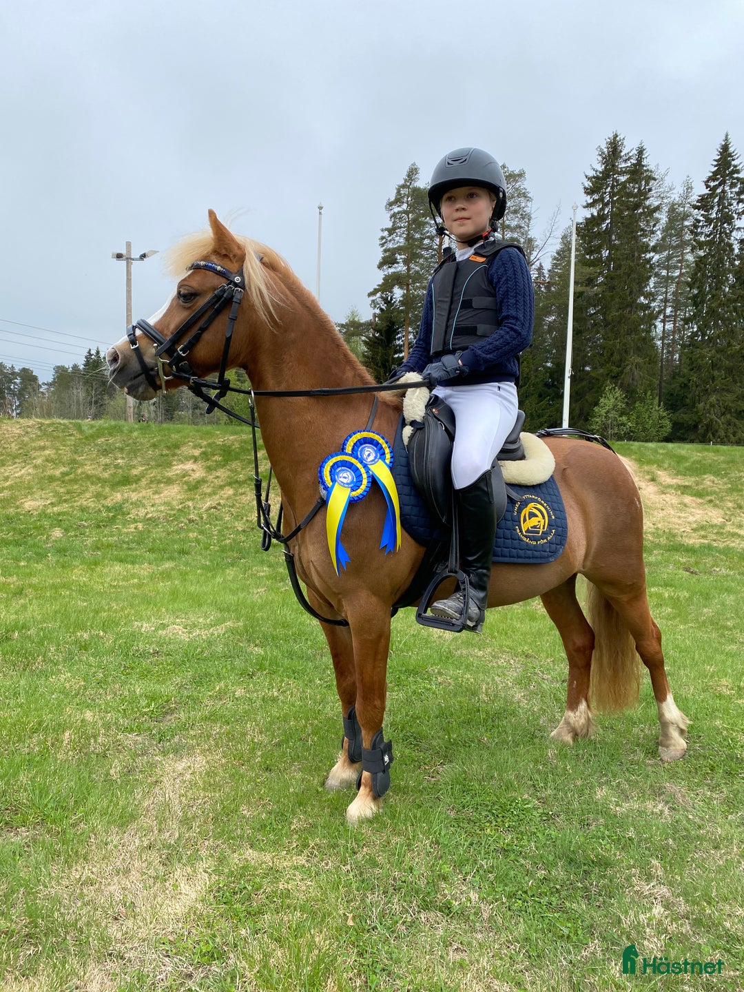 Allround hästar till salu: Vår lilla sagoponny söker sitt nya drömhem i Umeå - Annons 3