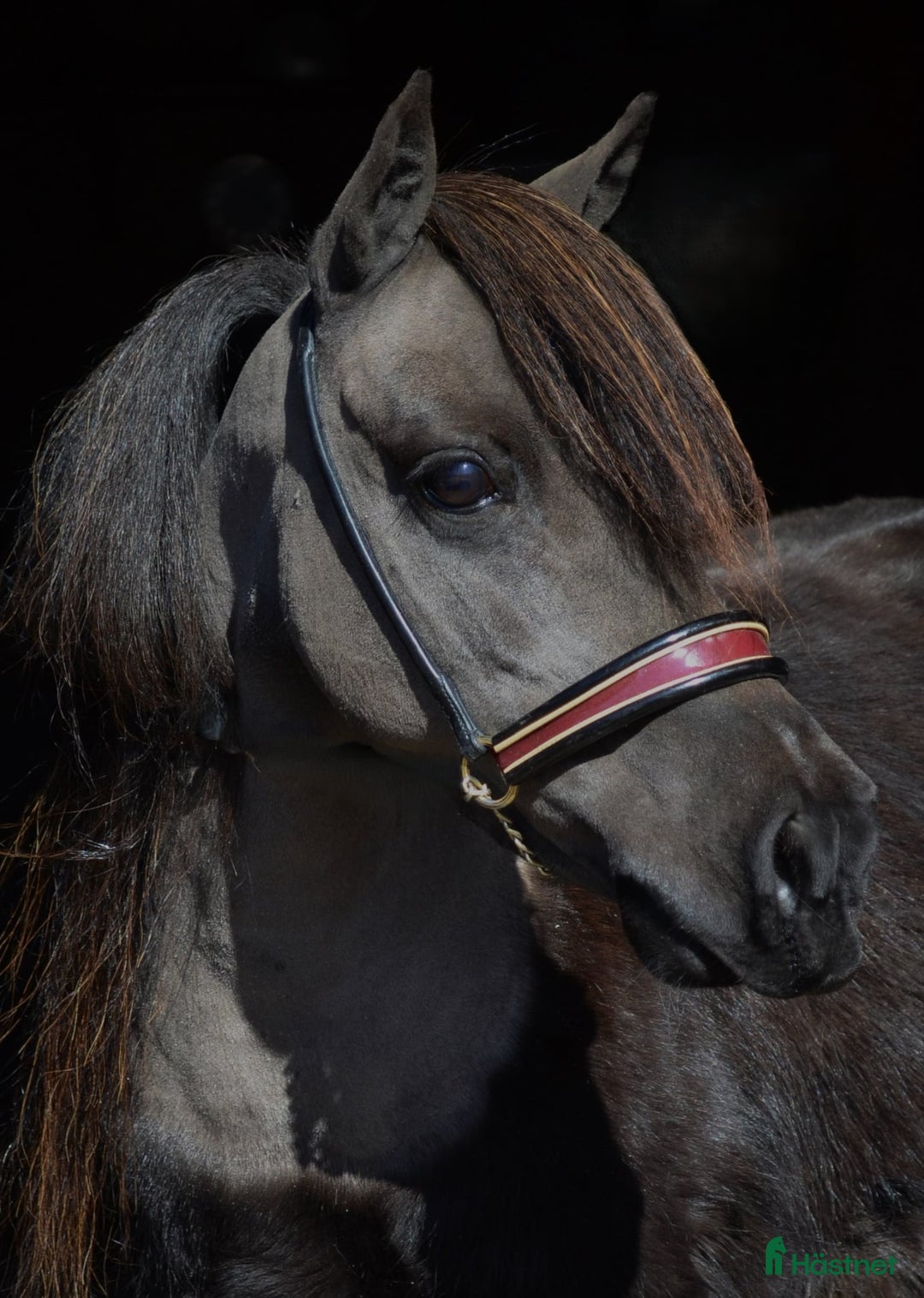 Allround hästar till salu: **Extremt vacker "miniarab" AMHA hingstföl** i Åtvidaberg - Annons 7