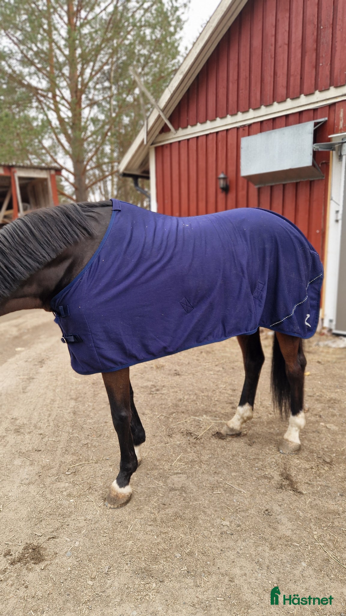 Täcken hästutrustning Fleecetäcke från Horze med glitter - Annons 16