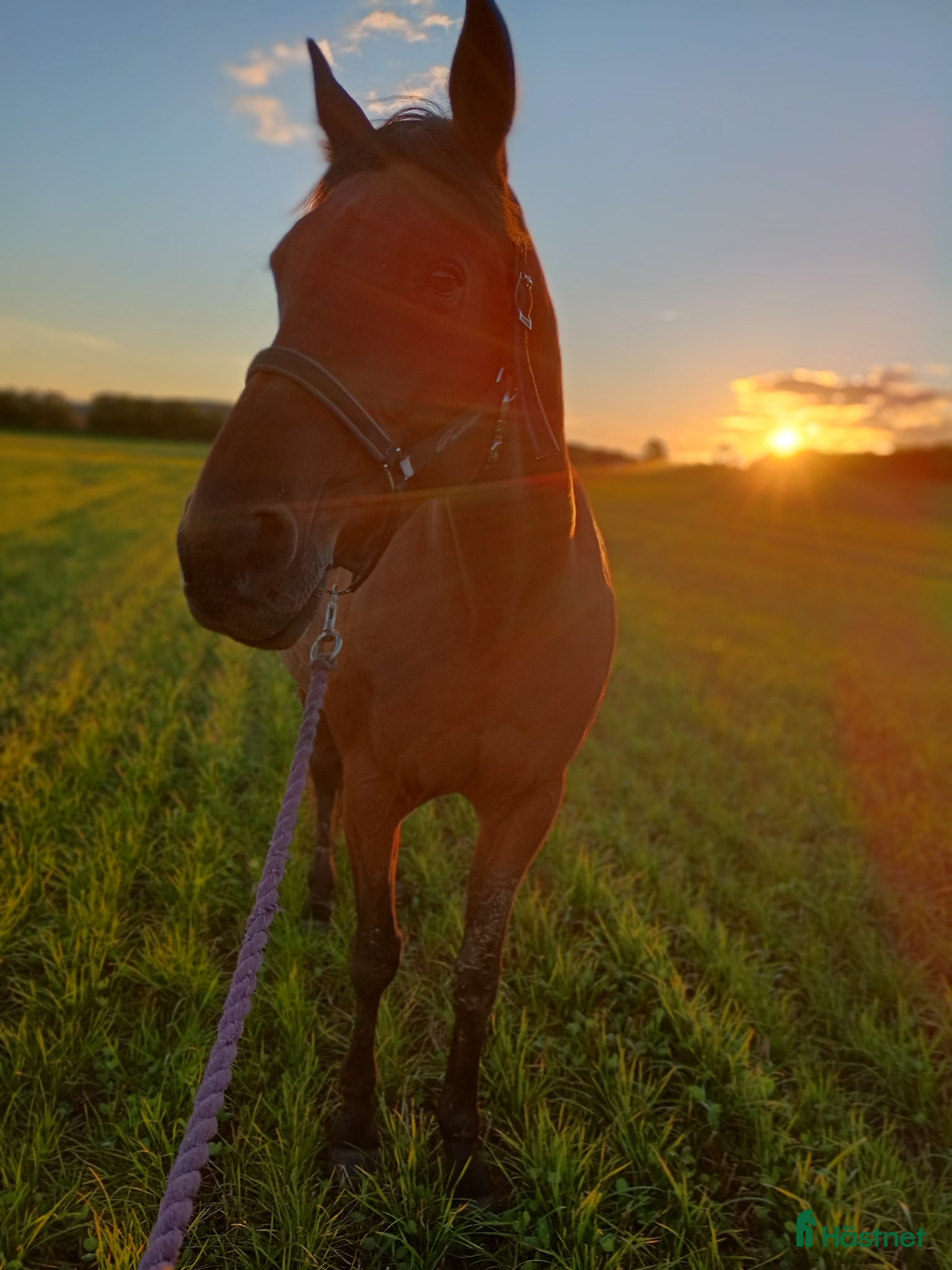  hästar En riktig gentleman  - Annons 6