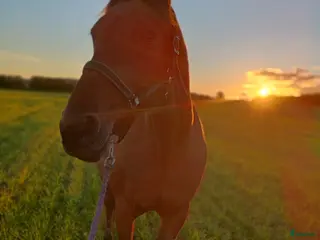 hästar En riktig gentleman - Annons 6