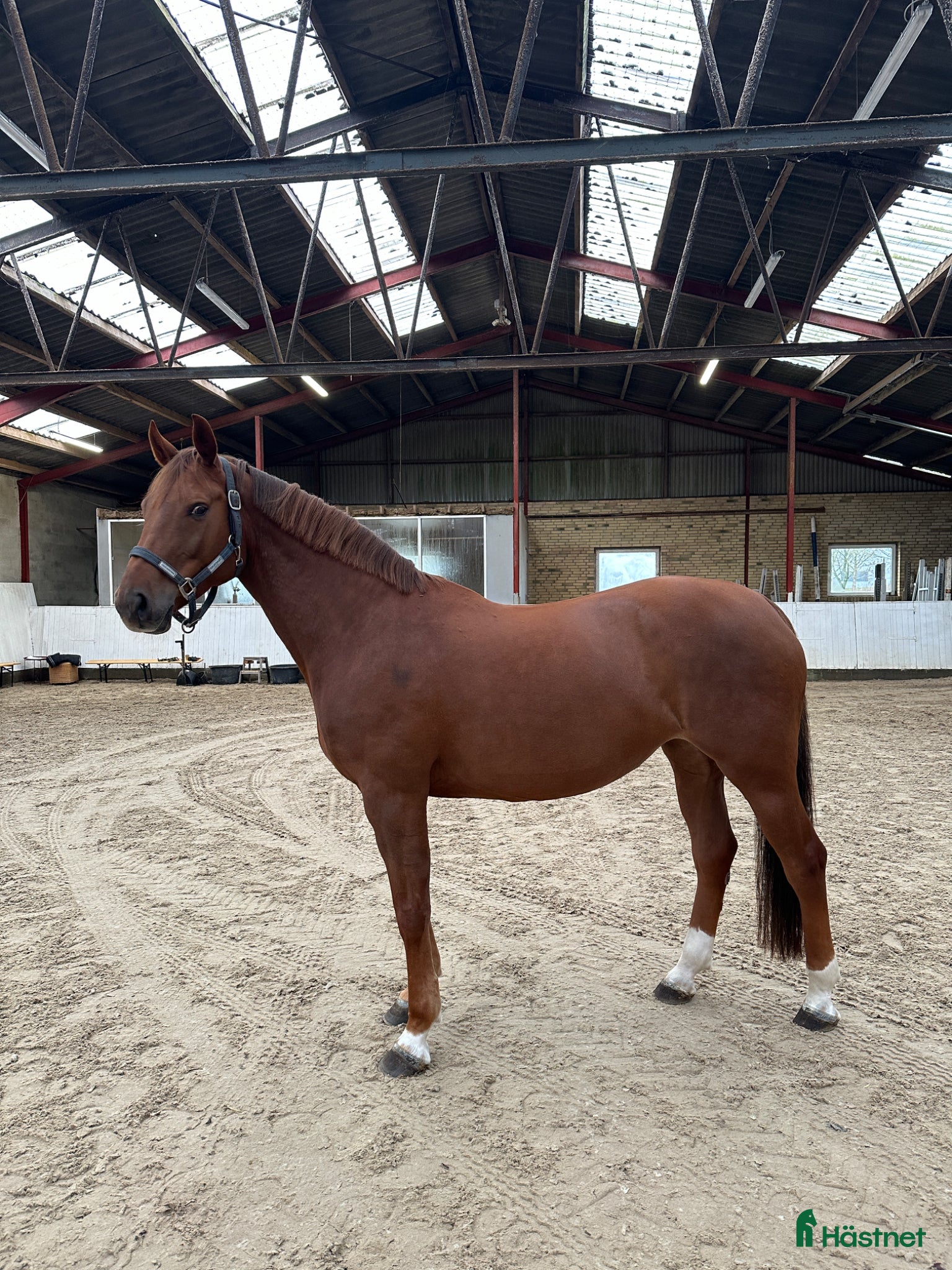  hästar Douglas sto med kapacitet - Annons 2