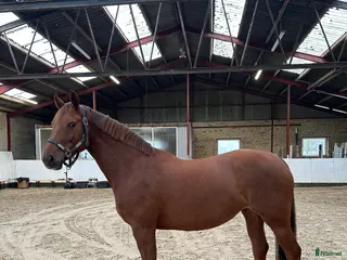 hästar Douglas sto med kapacitet - Annons 2