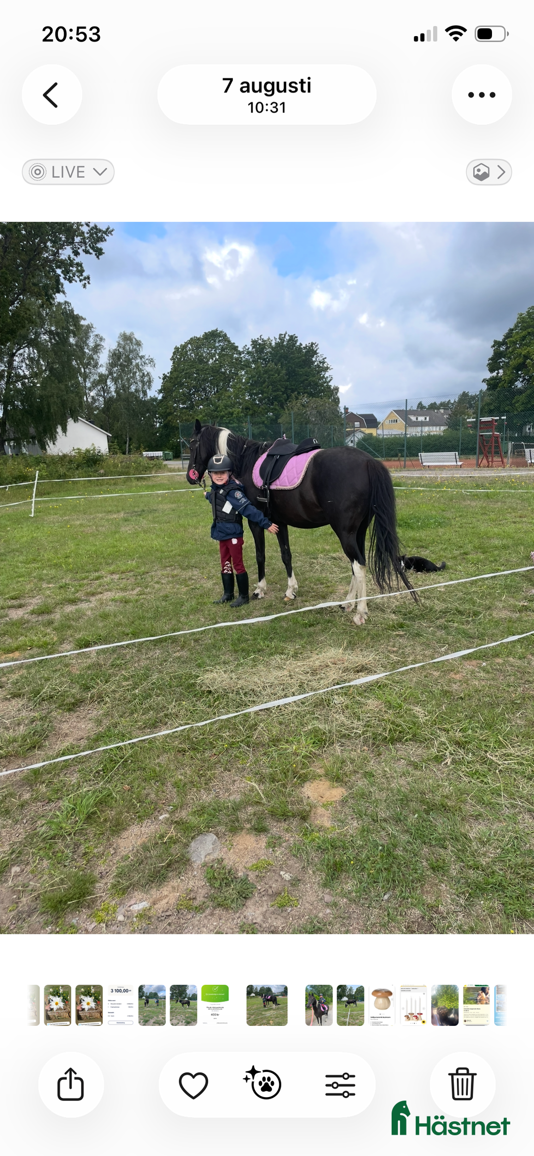 Allround hästar till salu: Underbar kille  i Torsås - Annons 1
