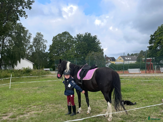 hästar Underbar kille i Torsås - Annons 1
