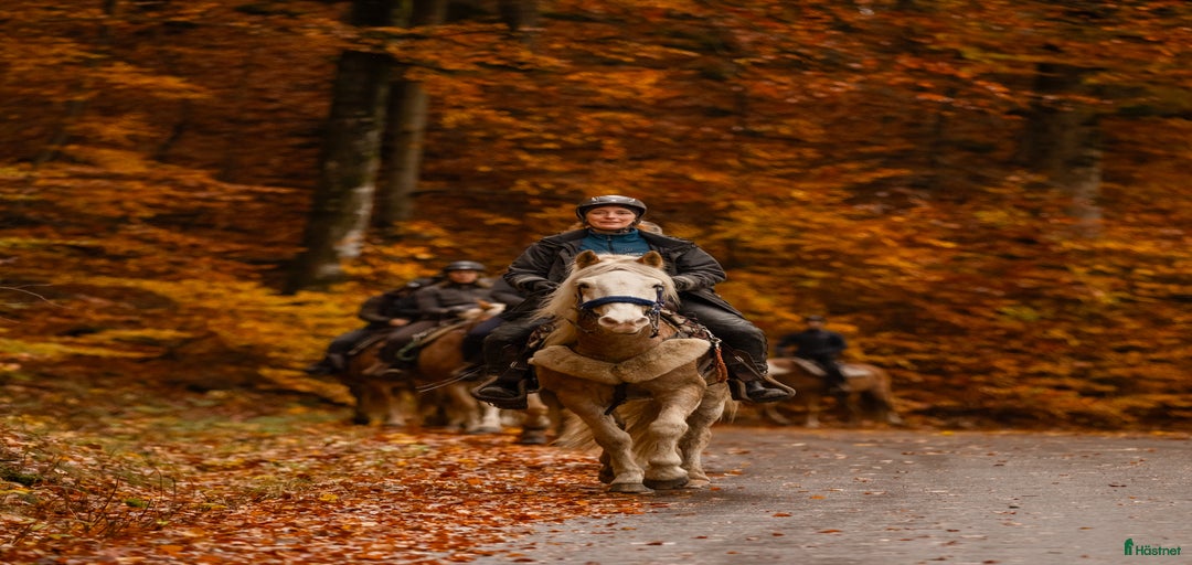 Galleribild {{count}}