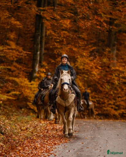 Galleribild {{count}}