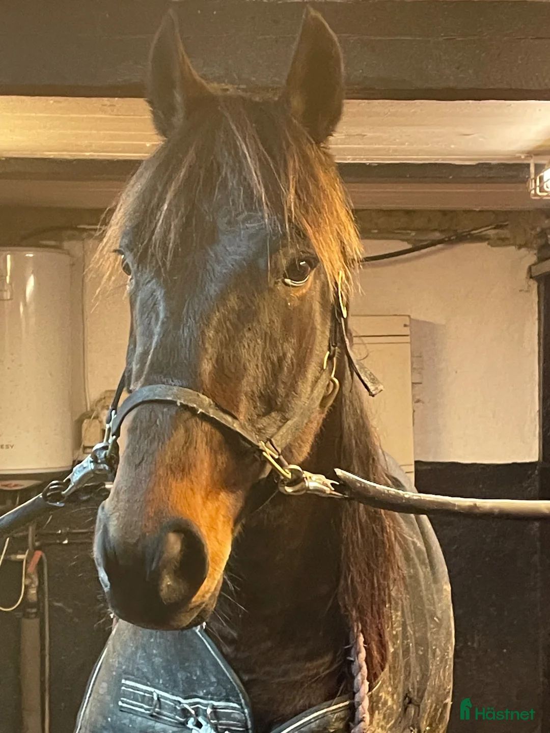 Allround hästar till salu: Snäll val vill bli ridhäst  - Annons 1