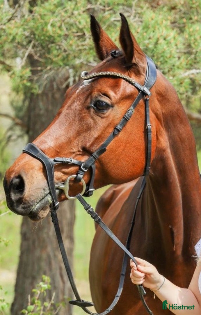  hästar Avelssto för uthyrning🐴 i Bollnäs - Annons 1