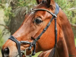 hästar Avelssto för utlåning🐴 i Bollnäs - Annons 8